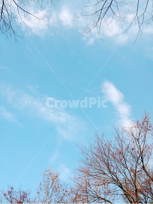 하늘,풍경,자연,나무,구름,sky,겨울,계절,winter,season,자연,풍경,nature,landscape