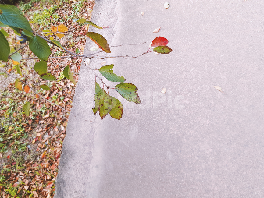 가을,나뭇잎,계절,감성,배경,공원,낙엽,길가,fall,autumn,season,feeling,sensible,nature,식물,자연,plants,nature