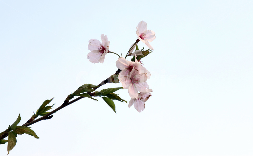 꽃,벚꽃,나무,봄,만개,불광천,식물,자연,plants,nature,꽃,flower