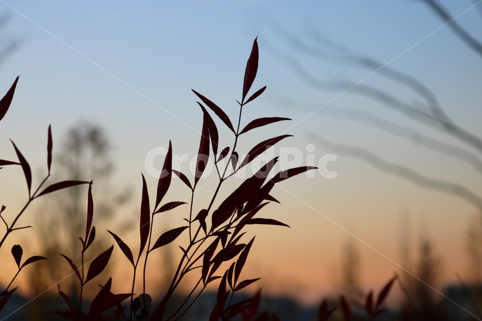 남천,나무,남천나무,식물,자연,남천촉,남천죽,매자나무과,식물,자연,plants,nature,실루엣,그림자,silhouette,shadow