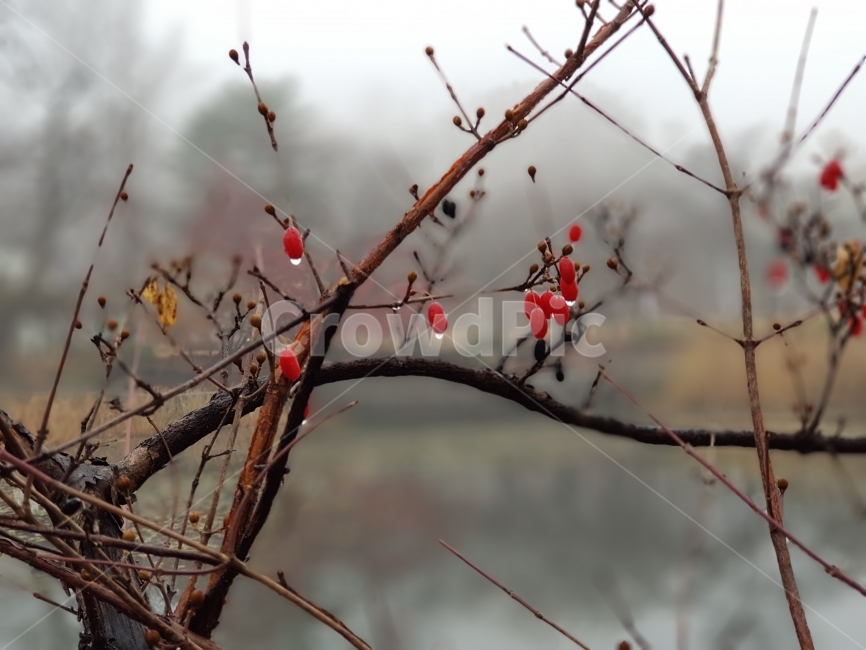 산수유,열매,붉은색,겨울,식물,식물,자연,plants,nature,과일,열매,fruit