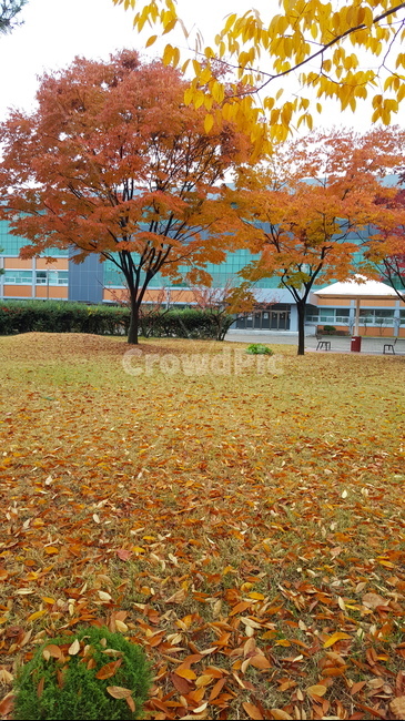 가을,단풍,낙엽,autumn,maple,fall,가을,계절,fall,autumn,season,tree,나무,plant,식물