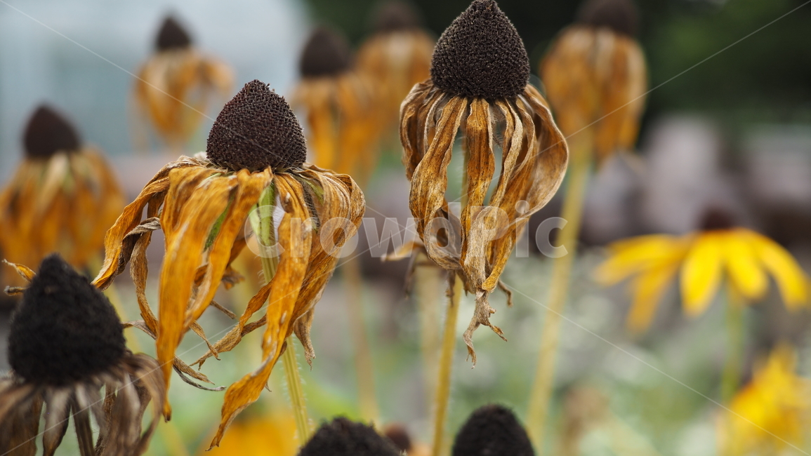야생화,꽃,그린,wildflower,flower