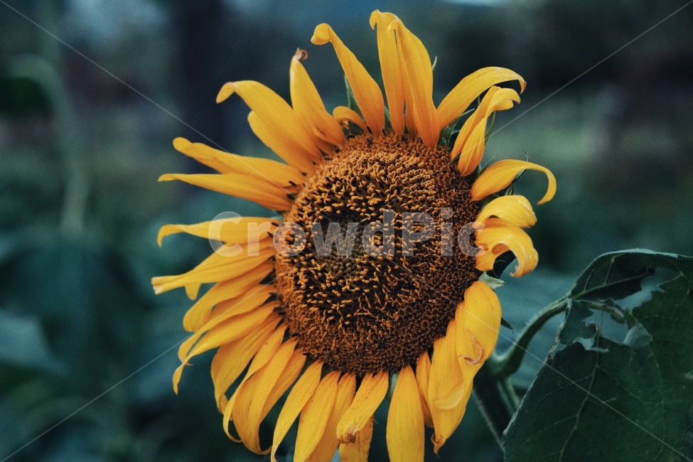 해바라기,꽃,감성,필름,필름카메라,여름,계절,summer,season,식물,자연,plants,nature,꽃,flower,plant,blossom