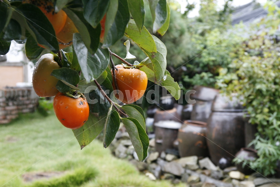 가을,시골,항아리,장독대,감,식물,자연,plants,nature,과일,열매,fruit