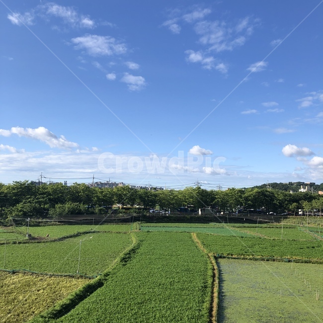 하늘,논,밭,풍경,초록파란