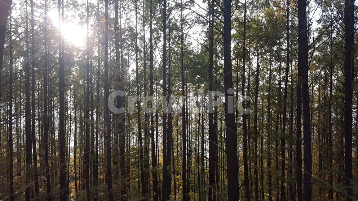 등산,등산길,나무,숲,산속,나무,trees,wood