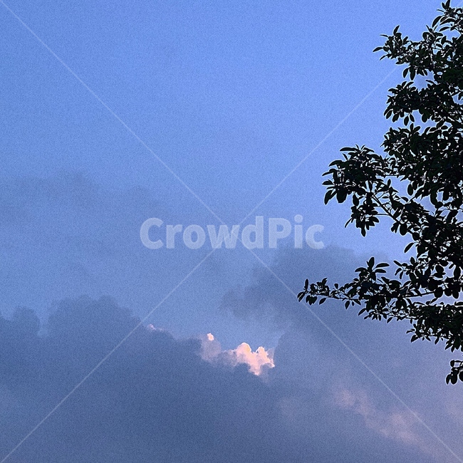 tree,나무,plant,식물,하늘,sky,해질녘,자연,풍경,nature,landscape