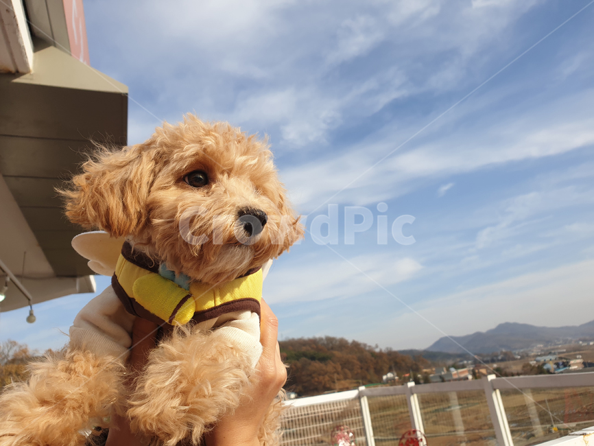 강아지,토이푸들,하늘,sky,dog,puppy,베이지,구름,파란색,하늘색,pet,애완동물,아기강아지