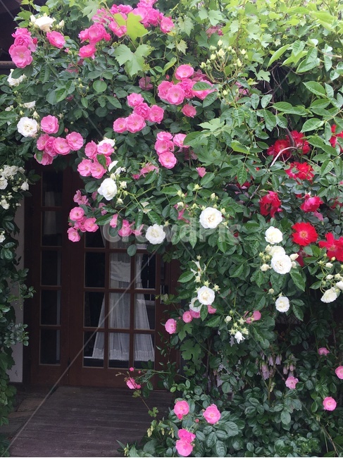 전주한옥마을,한옥,전통가옥,꽃집,장미,풍경,조화,차경,여유,휴식,숙소,jeonjuhanokvillage,hanok,traditionalhouse,rose,scenery,rest,house