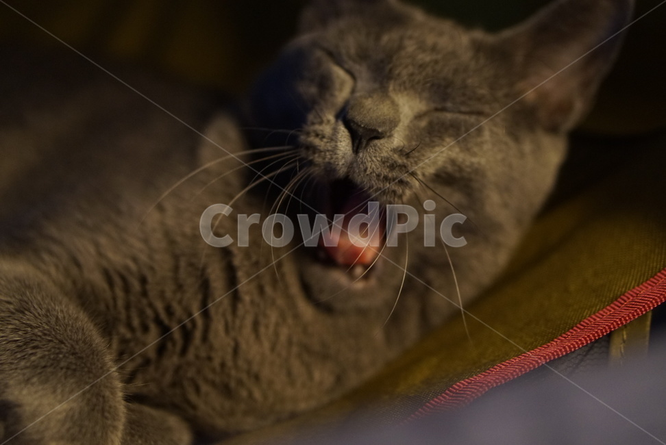 고양이,동물,pet,animal,포유류,러시안블루,russianblue,동물,animal,포유류,mammal,고양이,cat,kitten,kitty