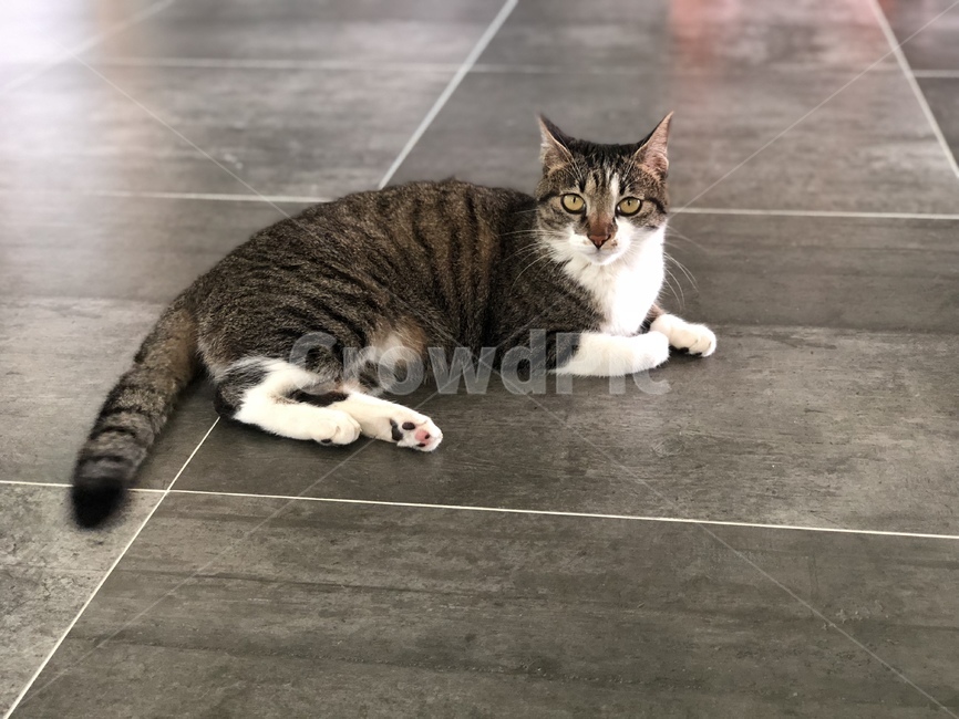 고양이,반려묘,길냥이,야옹,cat,동물,animal,포유류,mammal,고양이,cat,kitten,kitty