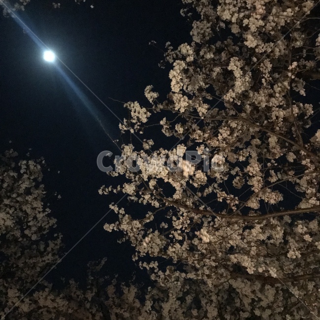 봄,벚꽃,밤벚꽃,벚꽃나무,봄벚꽃,꽃놀이,나들이,밤벚꽃나무