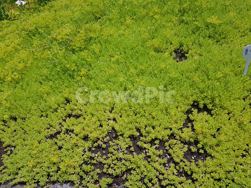 이끼,정원,자연,초록,식물,여름,nature,plants,moss,배경,풍경,텍스처맵,텍스처