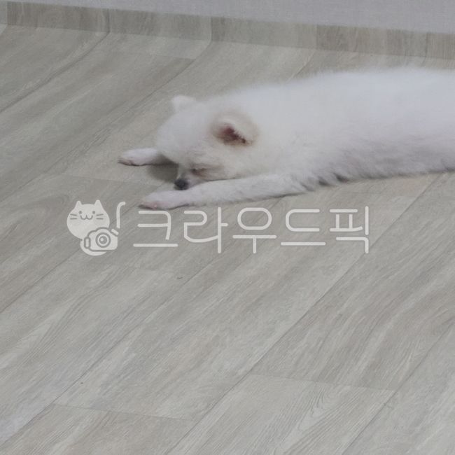 sleeping puppy,form,pomeranian,Sleeping puppy,white puppy