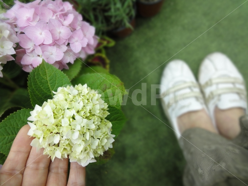 수국,꽃,플라워,flower,수국꽃,스프링,봄,spring,꽃사진,쉬어가는길,쉼표,시간,추억,식물,자연,plants,nature,꽃,flower,사람,인물,인간,human,person,연출,컨셉,콘셉,direction,concept