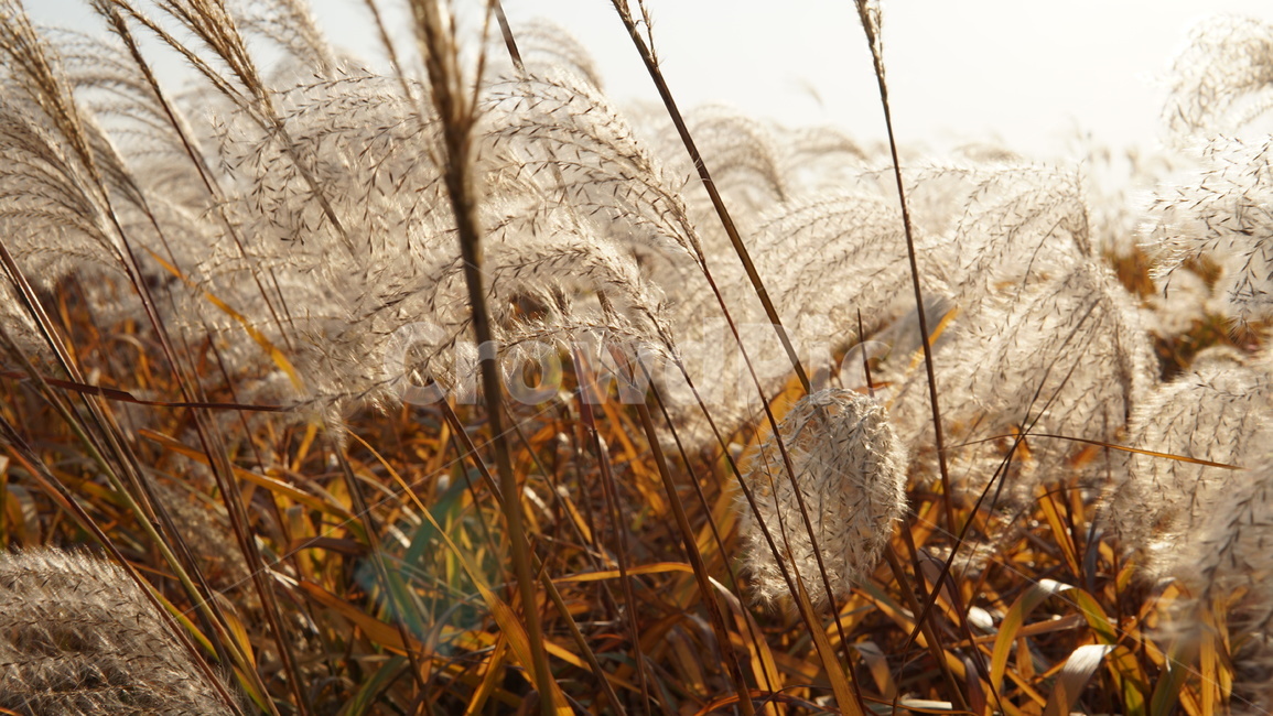 갈대숲,갈대,식물,가을,배경,가을,계절,fall,autumn,season,grass,잔디,plant,lawn,reed