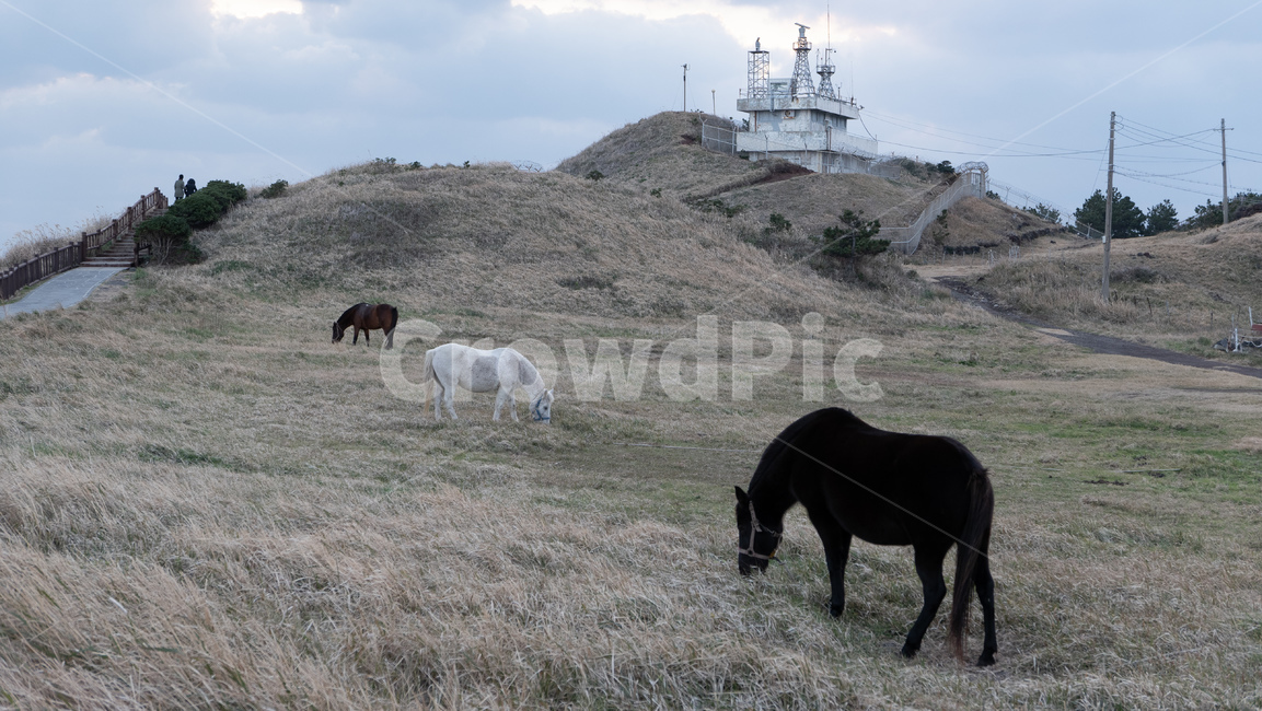 field,들,grassland,outdoors,옥외,farm,rural,농촌,meadow,목초지,grazing,방목,ranch,목장,pasture,농장,송악산,제주,제주도,jeju,송악산둘레길,풍경,자연,landscape,horse,horses,nature,말,제주마,제주도,jeju,jeju island,동물,animal,포유류,mammal,목축업,목장,livestock farming,ranching,pasture