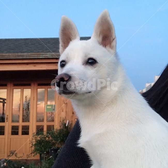 강아지,댕댕이,개,아기강아지,흰강아지,dog,puppy,whitedog,발발이,잡종,믹스견,동물,animal,pet,귀여움,cute,lovely,사랑스러움,귀여운강아지,cutedog,사랑스러운강아지,lovelydog,동물,animal,포유류,mammal,개,강아지,dog,doggy