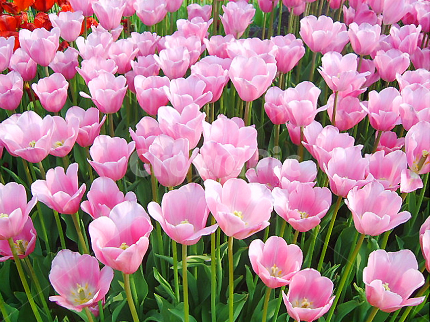 튤립,봄꽃,핑크,봄,나들이,식물,자연,plants,nature,꽃,flower