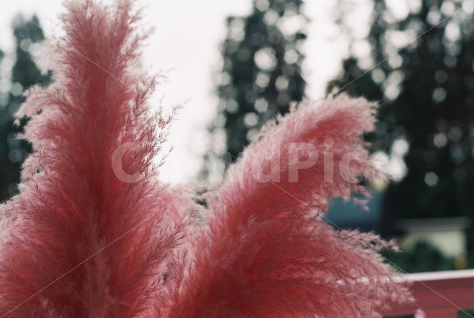 뮬리,감성,감성사진,film,핑크,pink,식물,자연,plants,nature,감성,sensible,feeling