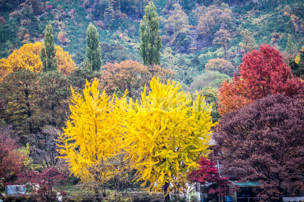 은행나무,단풍,maple,가을,식물,나무,tree,fall