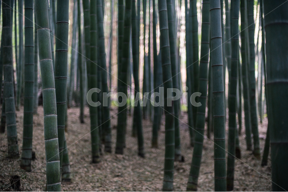 보성,전라남도,대나무,한국이미지,대나무숲,bamboo,nature,자연,자연,풍경,nature,landscape,식물,plants,나무,trees,wood,plant