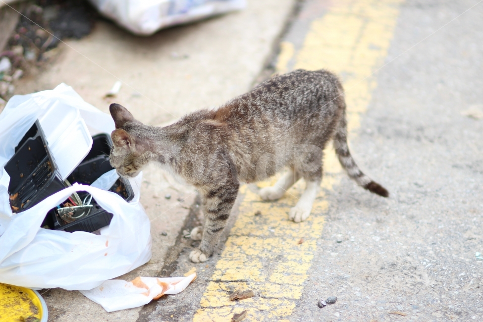 고양이,새끼고양이,길고양이,쓰레기,굶주림,기아,배고픔,마름,불쌍함,캣맘,캣대디,cat,hungry,hunger,trash,road,pity,동물,animal,고양이,cat,kitten,kitty,포유류,mammal