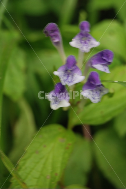 축령산,야생화,자연,봄,휴양지,식물,자연,plants,nature,꽃,flower