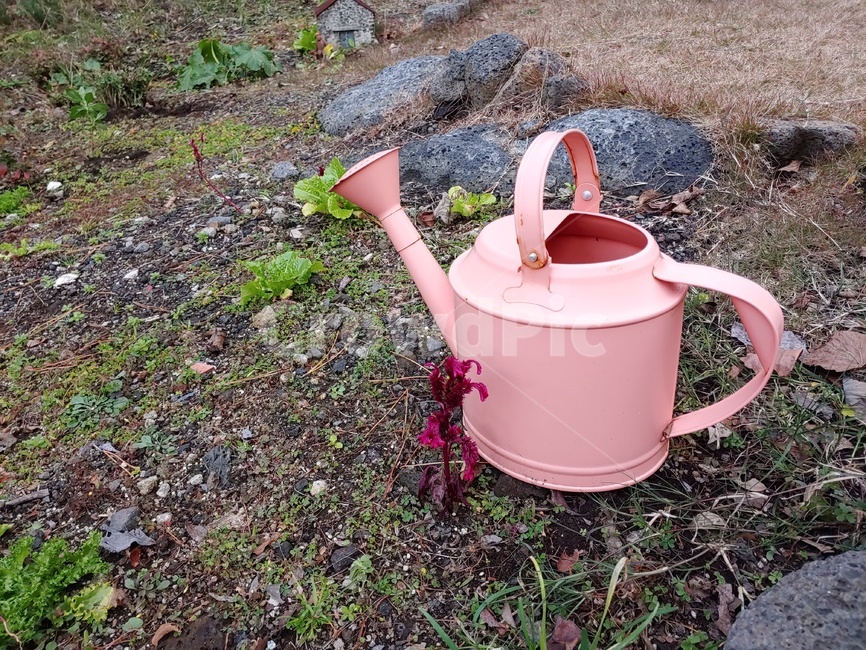 물뿌리개,분홍색,야외,축축한,돌바닥,pink,wateringcan