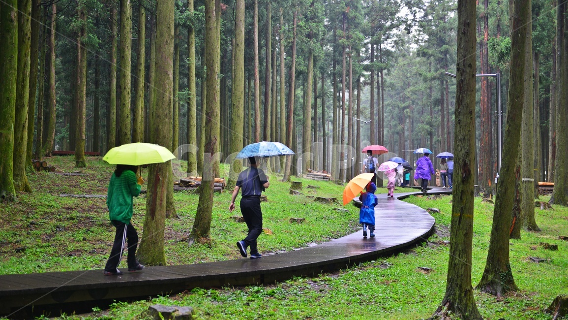제주,절물자연휴양림,휴양림,비,우산,우비,산책,path,통로,boardwalk,산책로,apparel,의복,clothing,의류,coat,코트,plant,식물,tree,나무,human,인간,person,사람