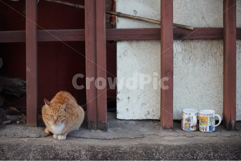 길냥이,동네흔한풍경,고양이,배경,풍경,동물,animal,포유류,mammal,고양이,cat,kitten,kitty