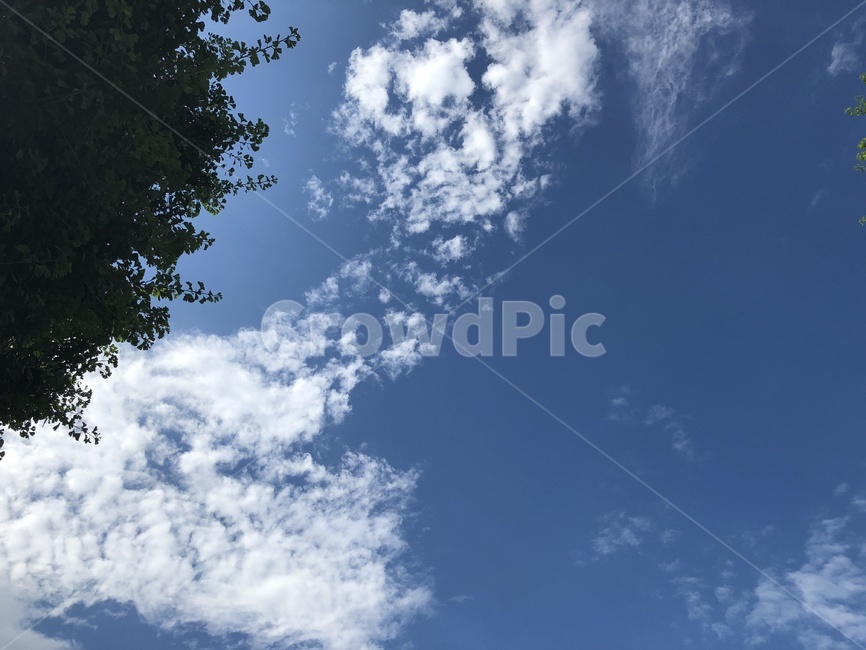 하늘,구름,sky,여름하늘,푸른하늘,파란하늘,나무,감성,배경,배경화면,자연,풍경,nature,landscape,tree,plant,식물