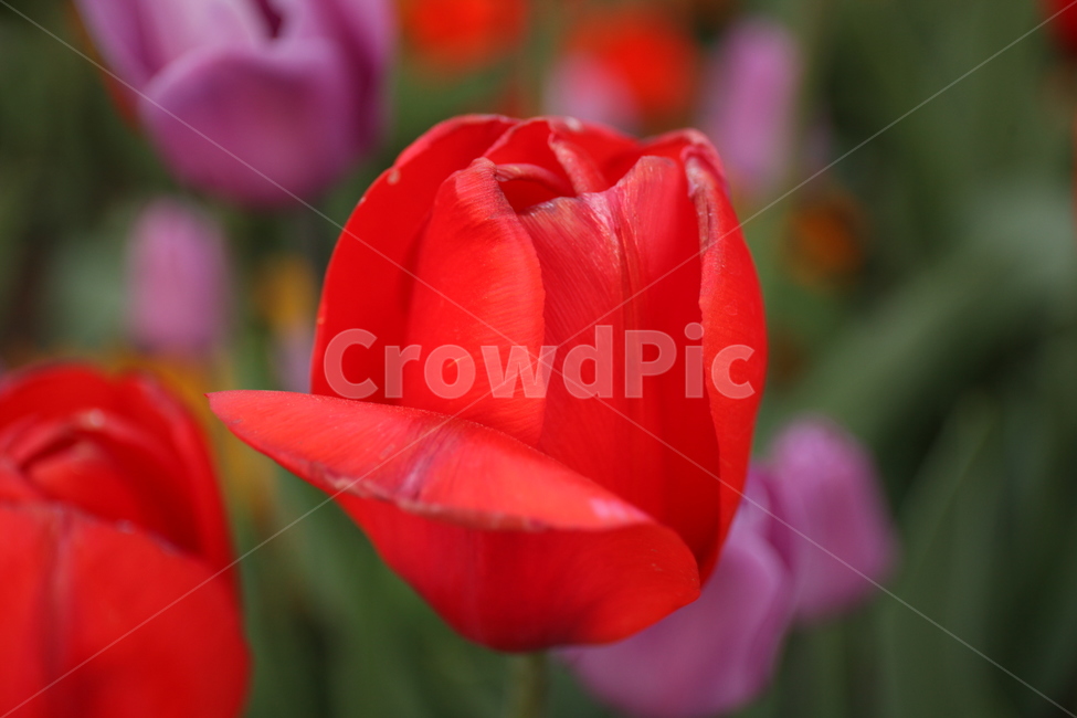 꽃,화훼,플라워,flower,flowergarden