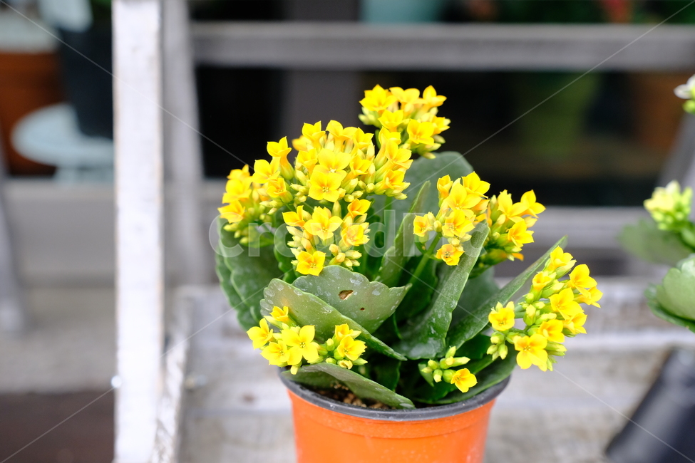 plant,식물,flower,꽃,화분,꽃화분
