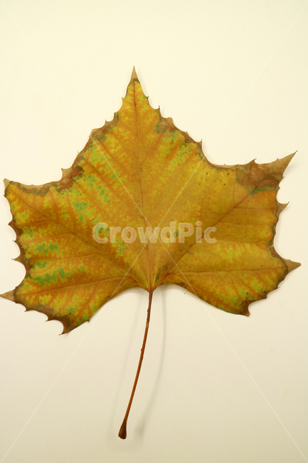낙엽,가을,나뭇잎,잎,잎사귀,오브젝트,누끼,계절,식물,자연,낙엽잎,fallenleaves,deadleaves,가을낙엽,가을,계절,fall,autumn,season,leaf,plant,tree,나무