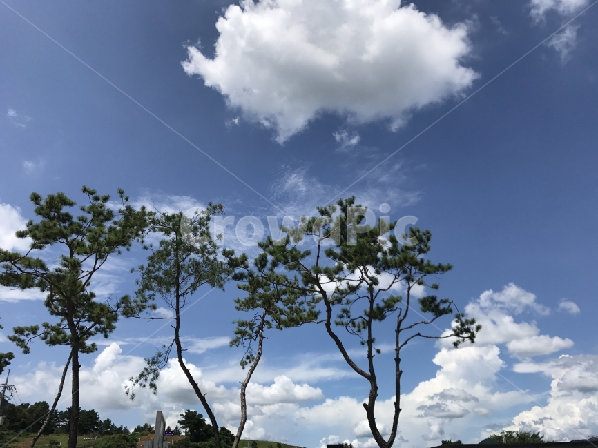 하늘,풍경,소나무,나무,구름,뭉게구름,여행,sky,tree,cloud,자연,풍경,nature,landscape,식물,plants,나무,trees,wood,outdoors,옥외,weather,날씨,cumulus,적운