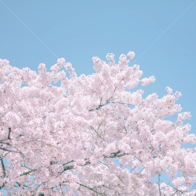 봄,벚꽃,벚나무,하늘,맑음,봄,계절,spring,season,식물,자연,plants,nature,꽃,flower,감성,sensible,feeling,plant