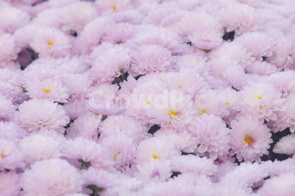 국화꽃,꽃,blossom,petal,꽃잎,식물,plant,식물,자연,plants,nature,꽃,flower