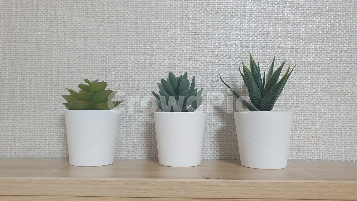 화분,plant,식물,aloe,노회,선인장