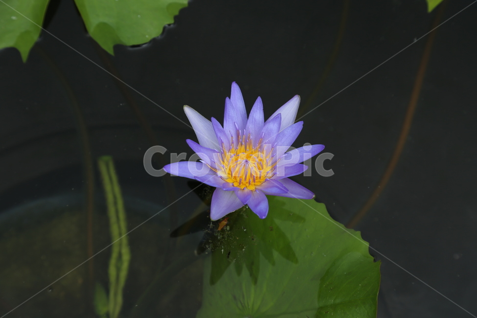 보라,보라색,꽃,연꽃,자연,식물,자연,plants,nature,꽃,flower