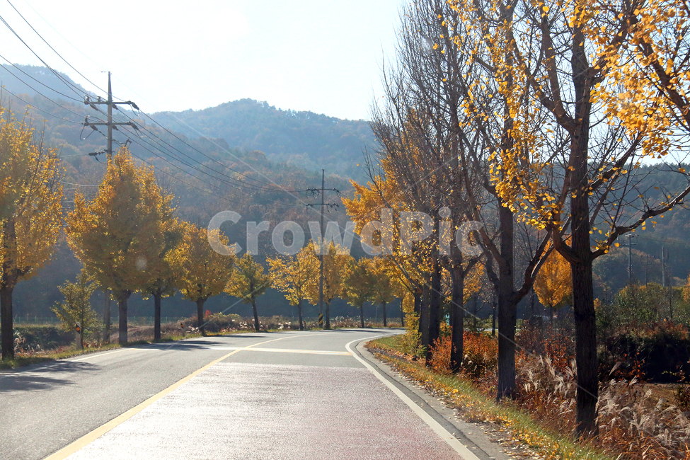 가을길,분위기,단풍,가을,노란,가을,계절,fall,autumn,season,자연,풍경,nature,landscape,asphalt,아스팔트,road,도로,tree,나무,plant,식물