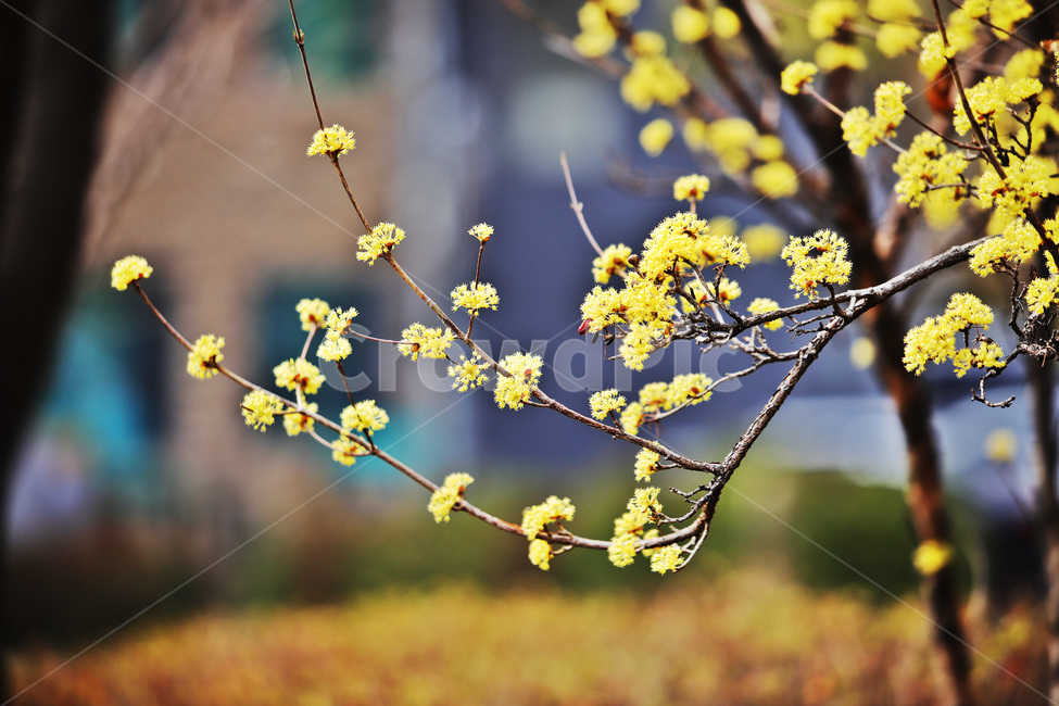 봄,식물,산수유,나무,열매,꽃,봄,계절,spring,season,식물,자연,plants,nature,꽃,flower,plant