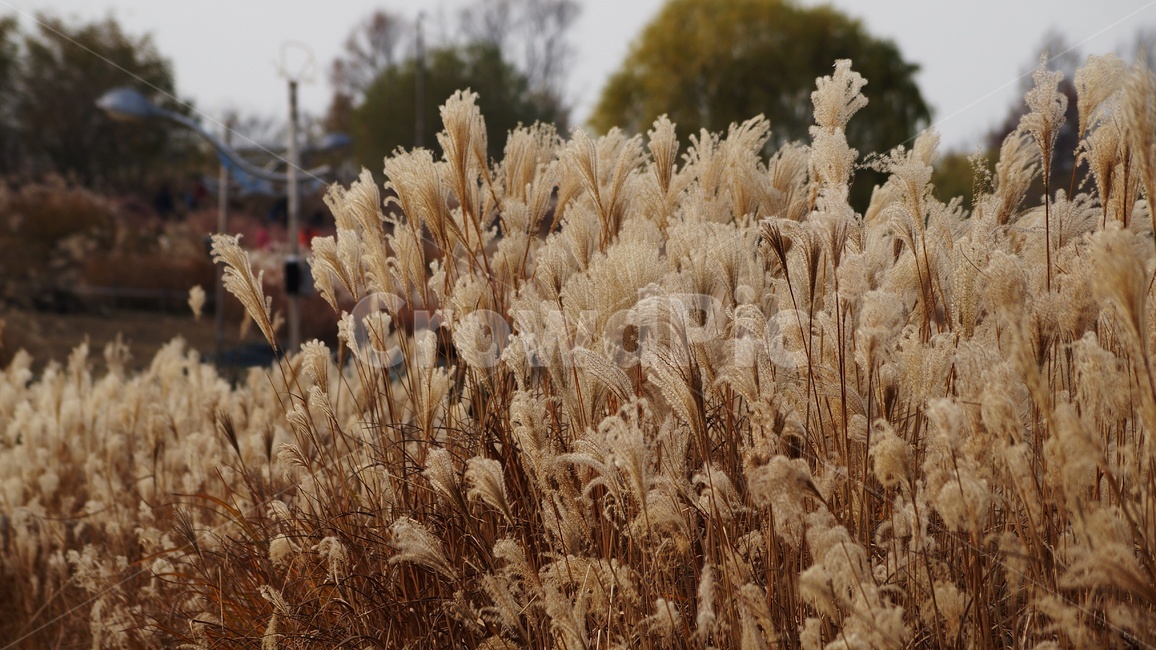 가을,가을풍경,하늘공원,억세풀,갈대,가을,계절,fall,autumn,season,식물,자연,plants,nature,plant,grass,잔디,food,음식,vegetable,야채,grain,곡물