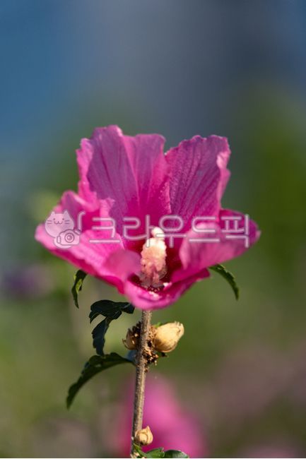 Rose of Sharon,Korean national flower,Rose of Sharon,Rose of Sharon type,Rose of Sharon variety,petal,garden,Korean flower,national flower,flower,outdoor,nature,chrysanthemum,preservation,mugunghwa,koreannationalflower,theroseofsharon,flo