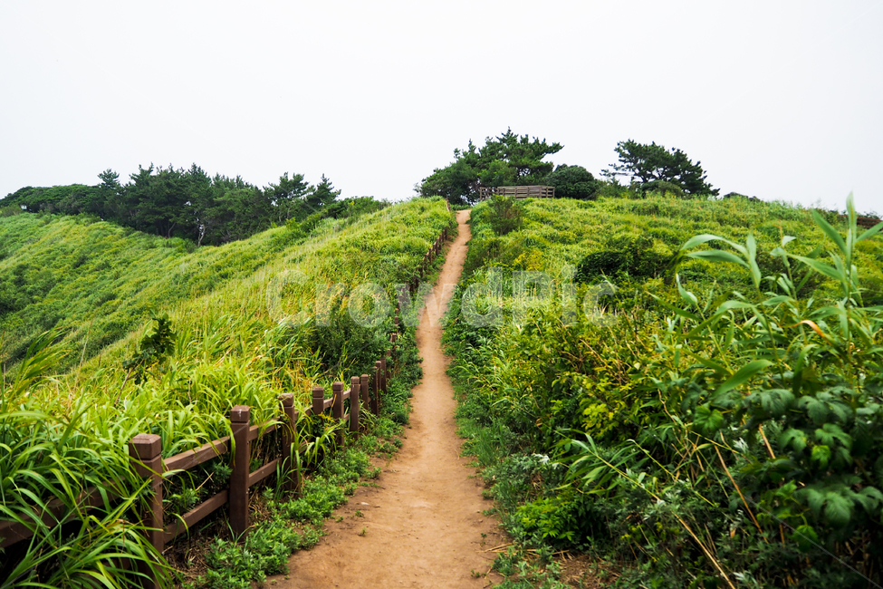 울릉도,관음도,섬,산책길,자연,숲속오솔길,ulleungdo,gwaneumdo,island,walkaway,apaththroughaforest,자연,풍경,nature,landscape,outdoors,옥외,path,통로