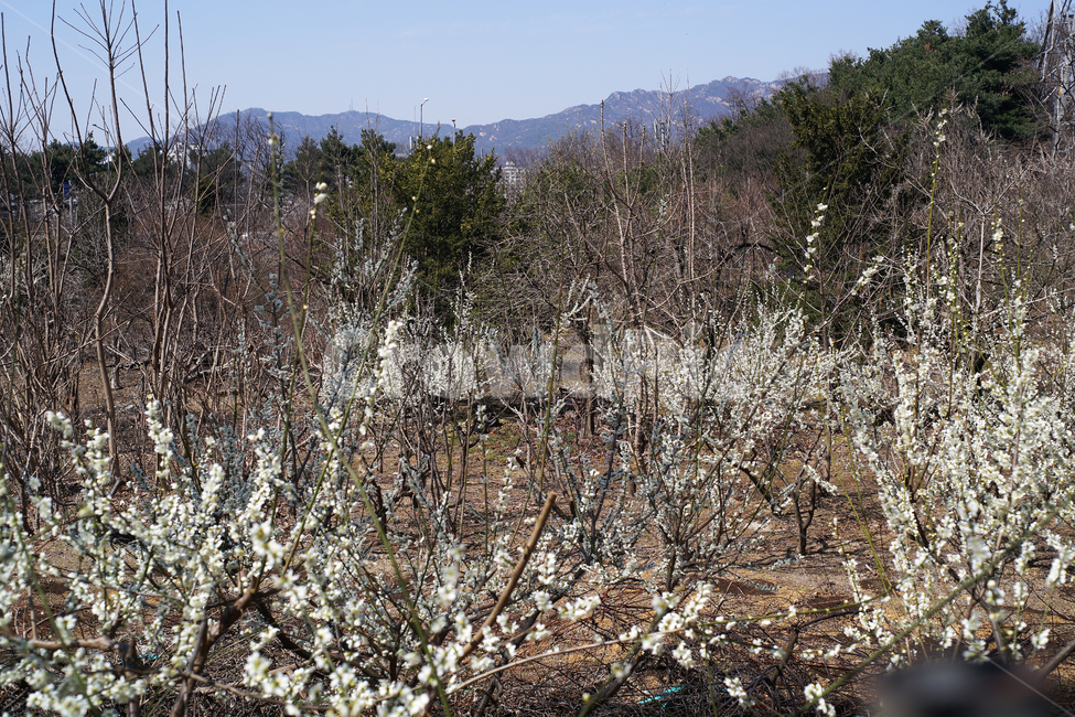 배꽃,배나무,봄,계절,과수나무,흰꽃,pyruspyrifolia,식물,자연,plants,nature,꽃,flower