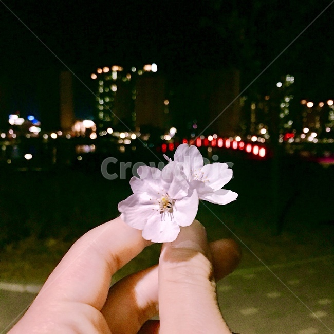 꽃,flower,꽃사진,꽃병,손,손사진,손꽃,꽃을든남자,꽃배경화면,배경화면사진,꽃배경,가을,코스모스,꽃,flower,사람,인물,인간,human,person,신체일부,몸,body