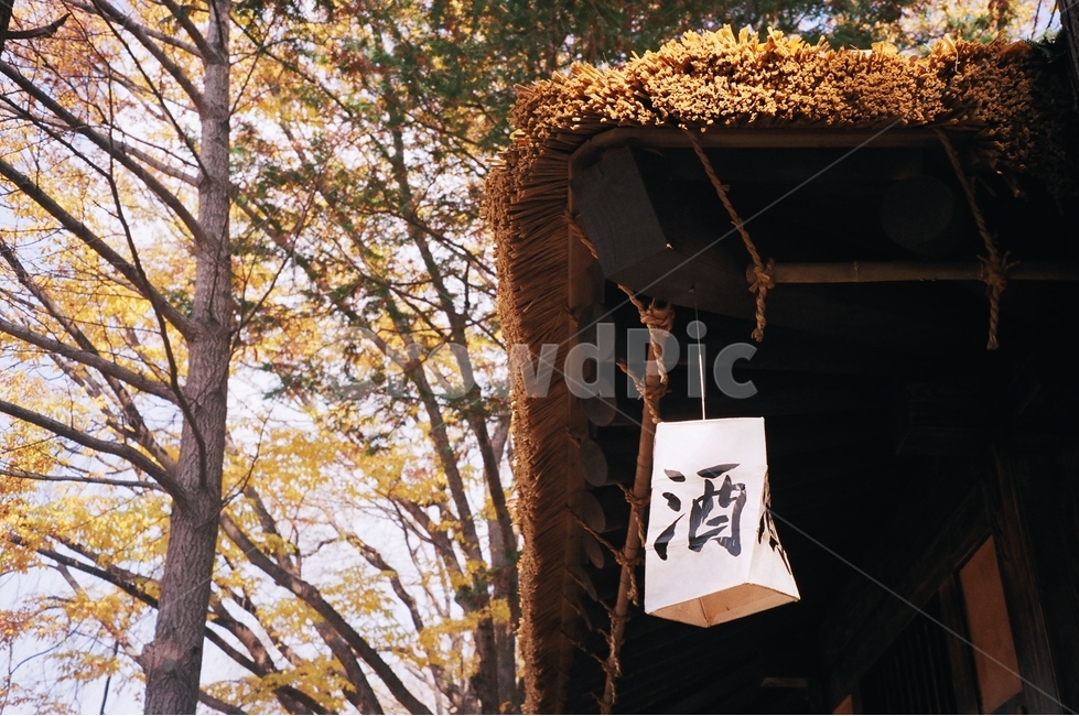 필름,감성,술,주,초가집,가을,단풍