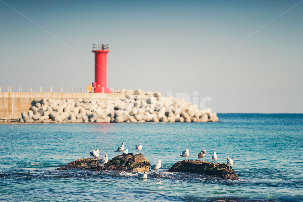 tide,breakwater,lighthouse,Sodol Port,Harbor,Lighthouse,winter sea,sea,rock,East Sea,Beach,ocean,eastsea,bird,sight,Seagull,Uamjin Port,Gangneung